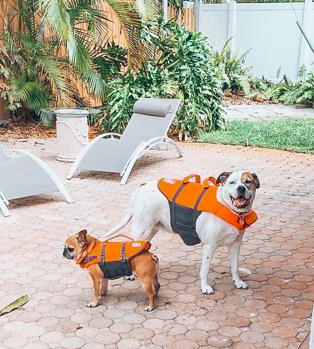 Traveling with dog tips